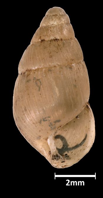 Media type: image;   Malacology 39814 Aspect: apertural